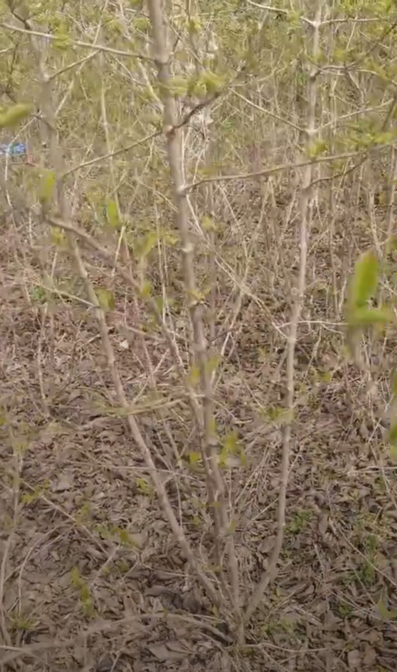 苗圃大量出售高30-200厘米木绣球，规格齐全，货源充足