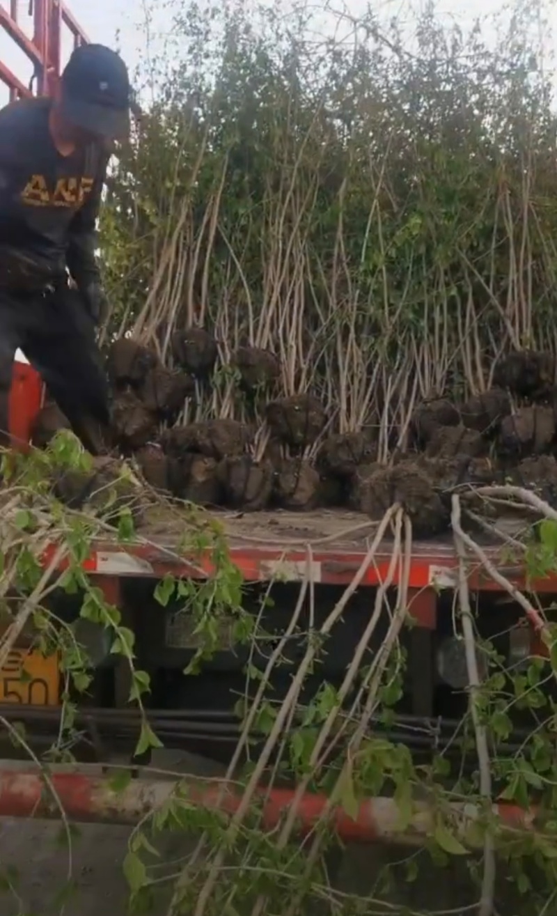 苗圃大量出售高30-200厘米木绣球，规格齐全，货源充足