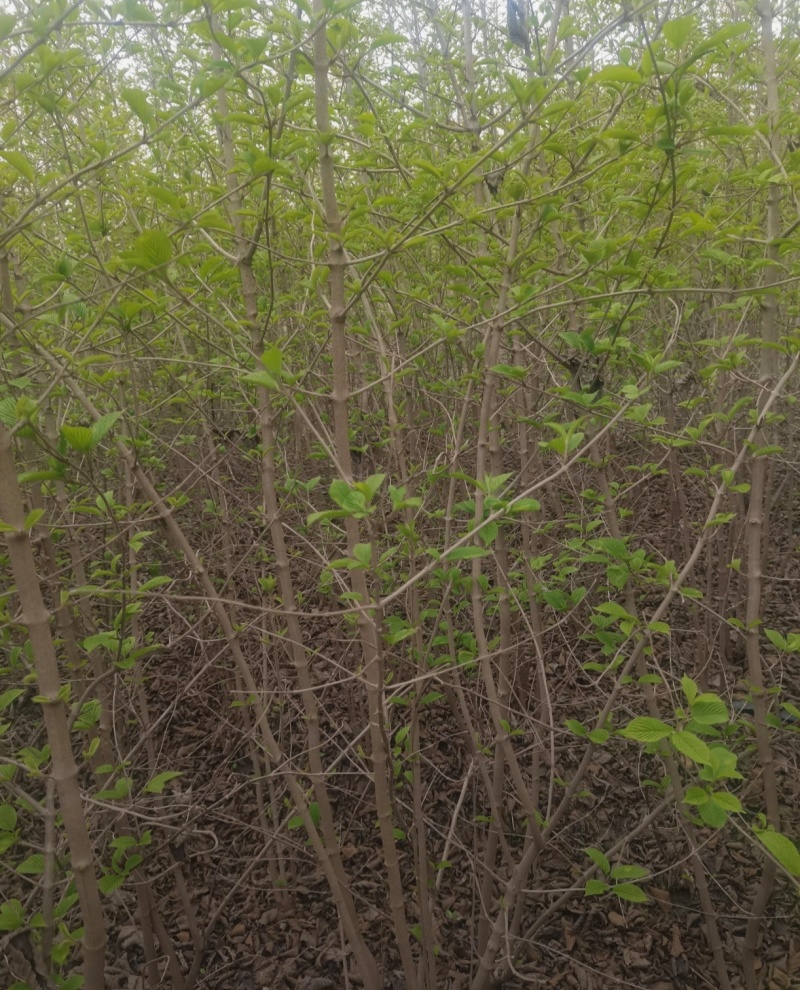 苗圃大量出售高30-200厘米木绣球，规格齐全，货源充足