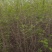 苗圃大量出售高30-200厘米木绣球，规格齐全，货源充足