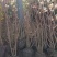 基地大量出售冠幅50-180厘米结香，规格齐全，货源充足