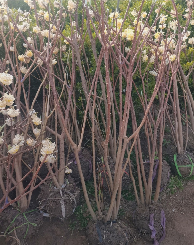 基地大量出售冠幅50-180厘米结香，规格齐全，货源充足