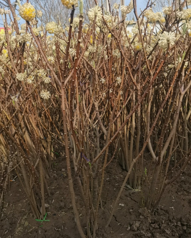 基地大量出售冠幅50-180厘米结香，规格齐全，货源充足
