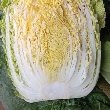 河北临漳黄心大白菜产地直销，有需要的客户联系我