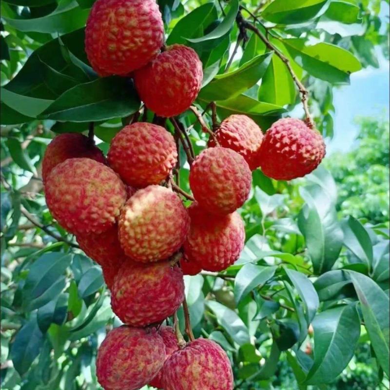 西双版纳荔枝/热带水果