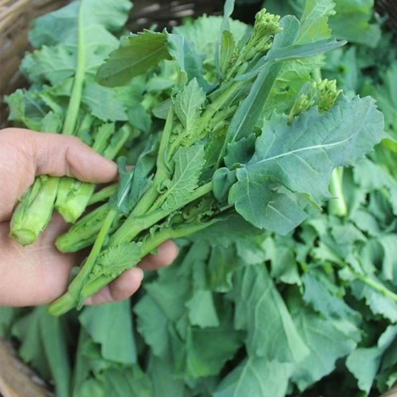 新鲜板蓝根青菜，生吃，白灼，清炒！沙拉