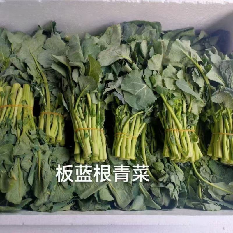 新鲜板蓝根青菜，生吃，白灼，清炒！沙拉