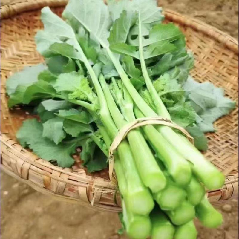 新鲜板蓝根青菜，生吃，白灼，清炒！沙拉