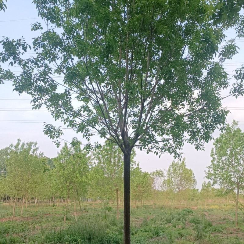 江苏，山东，速生白蜡，树形优美，物美价廉，5-30公分