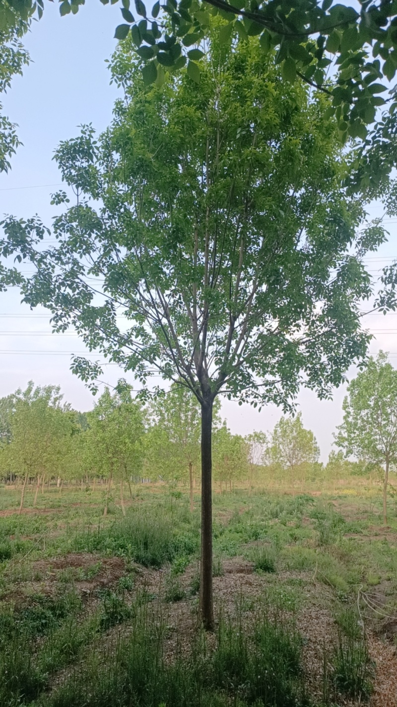 江苏，山东，速生白蜡，树形优美，物美价廉，5-30公分