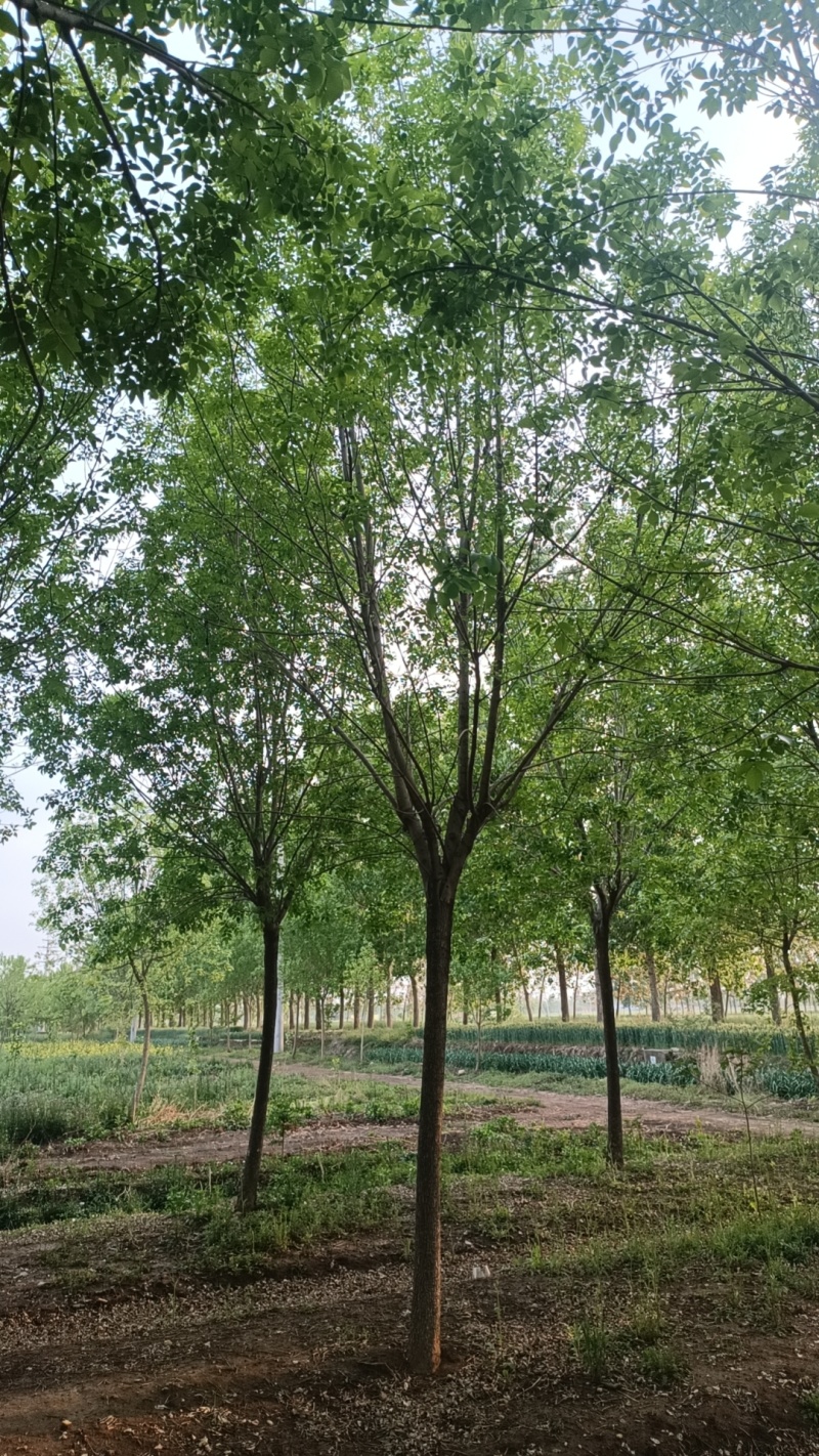 江苏，山东，速生白蜡，树形优美，物美价廉，5-30公分