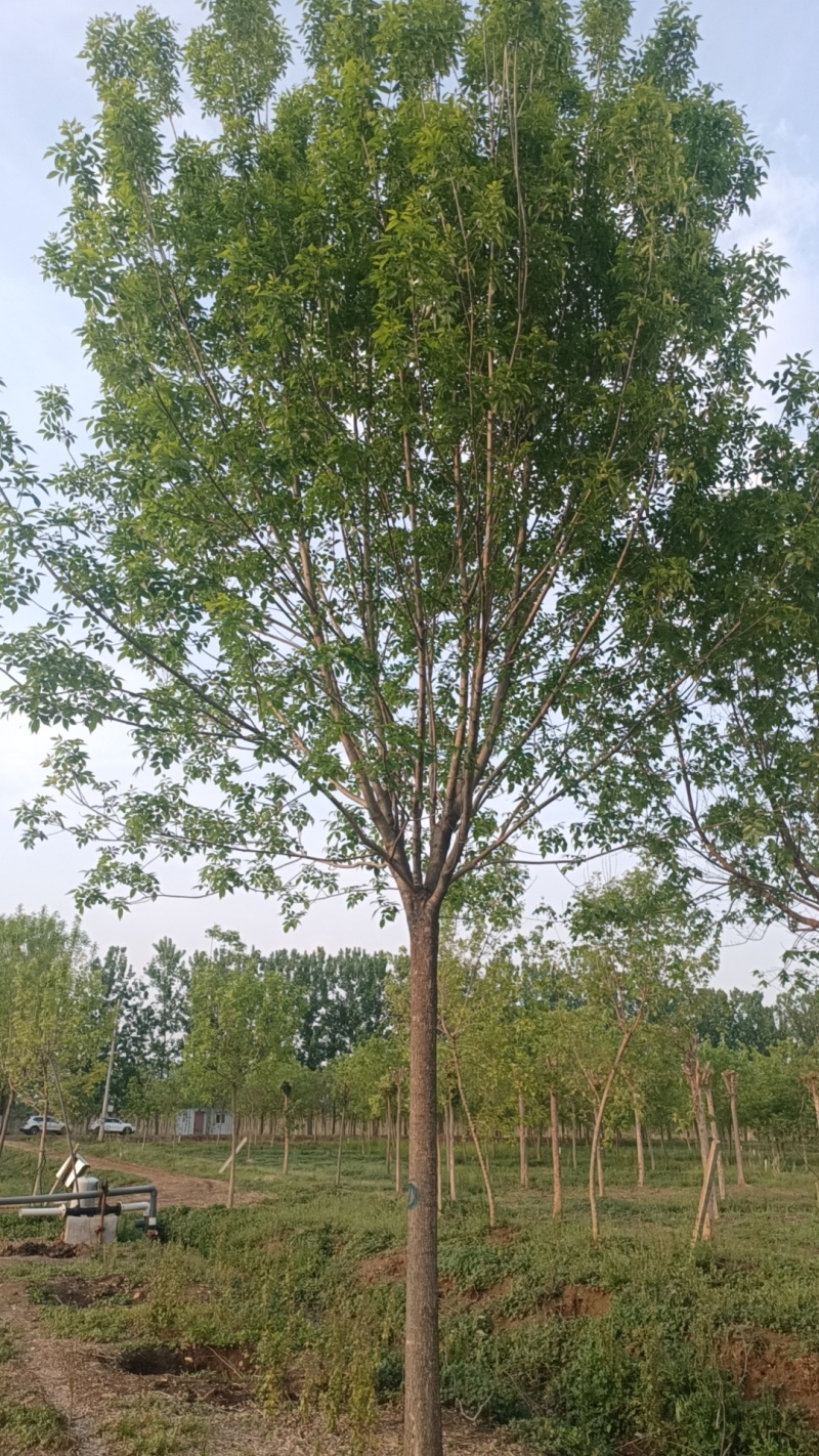 江苏，山东，速生白蜡，树形优美，物美价廉，5-30公分