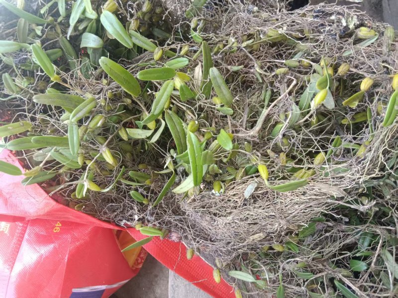 石豆兰野生的