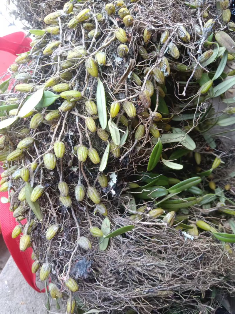 石豆兰野生的