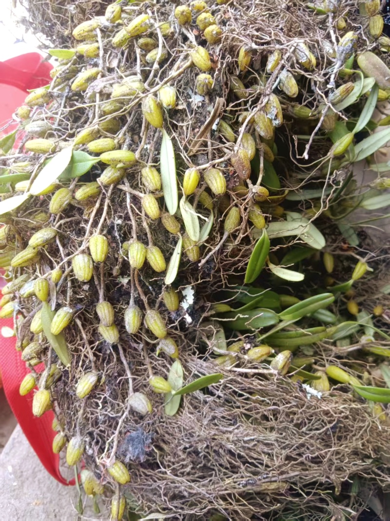石豆兰野生的