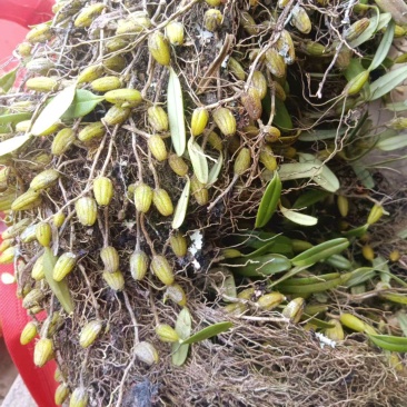 石豆兰野生的