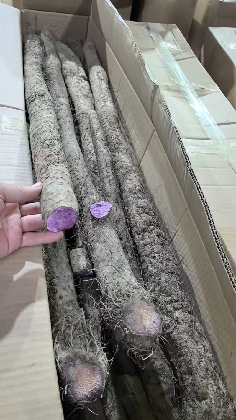 正宗紫淮山，大量有货