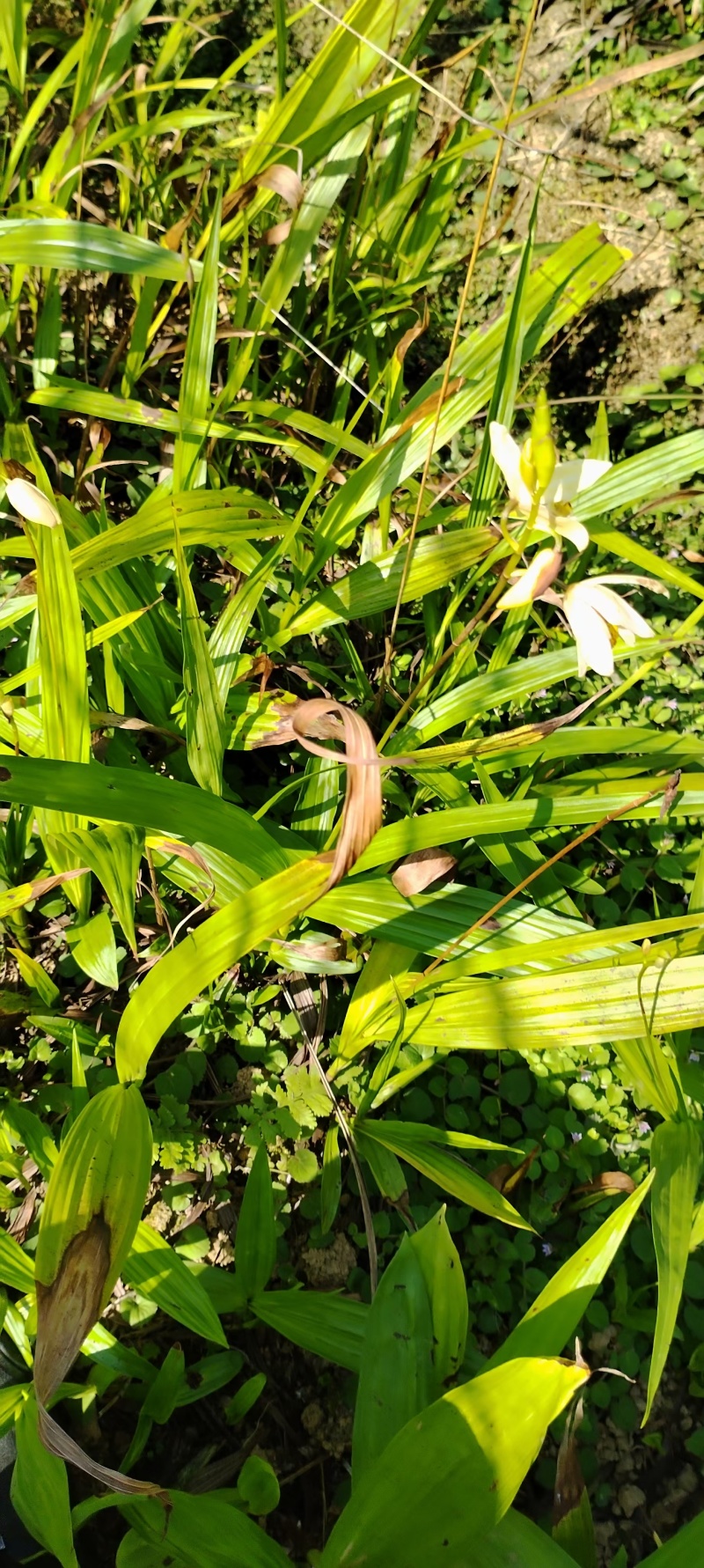 黄花三叉白芨苗（2年苗）