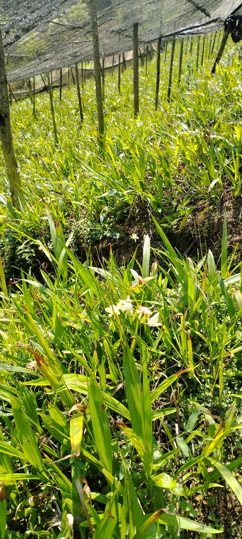 黄花三叉白芨苗（2年苗）