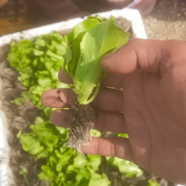 意大利生菜苗带土球现拔现发基地直发