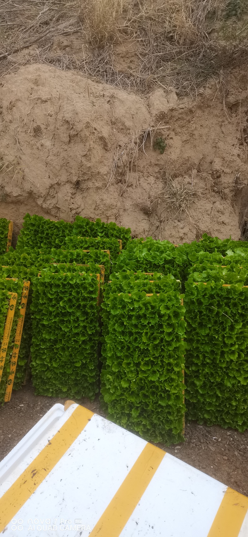 意大利生菜苗带土球现拔现发基地直发