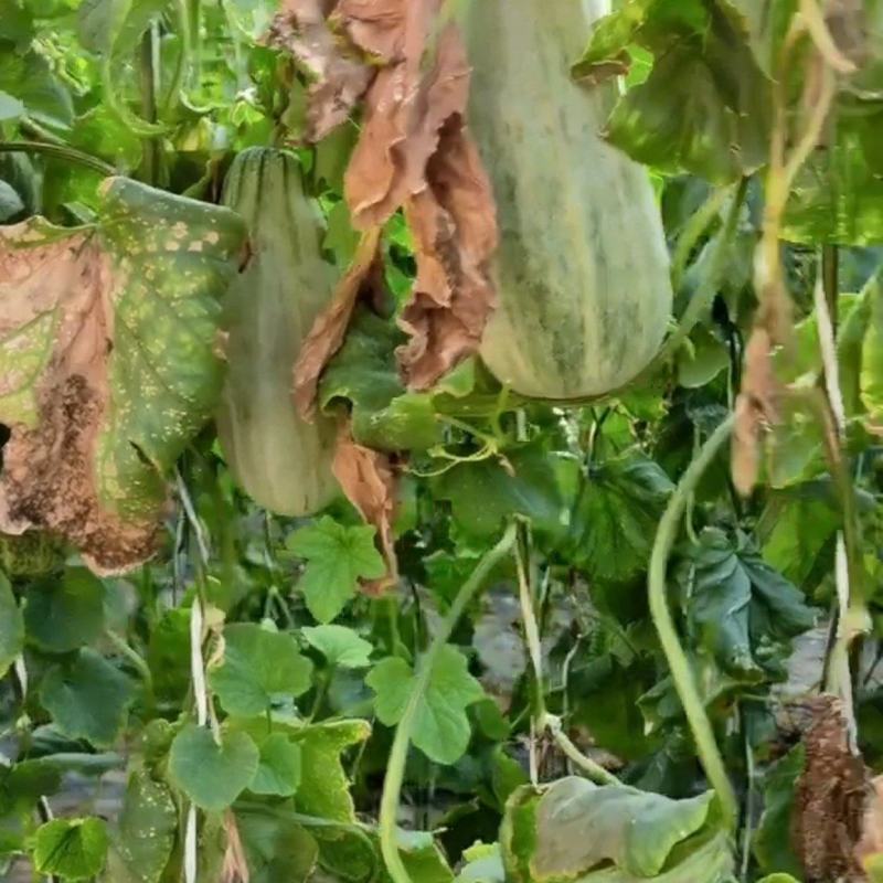 二茬羊角蜜