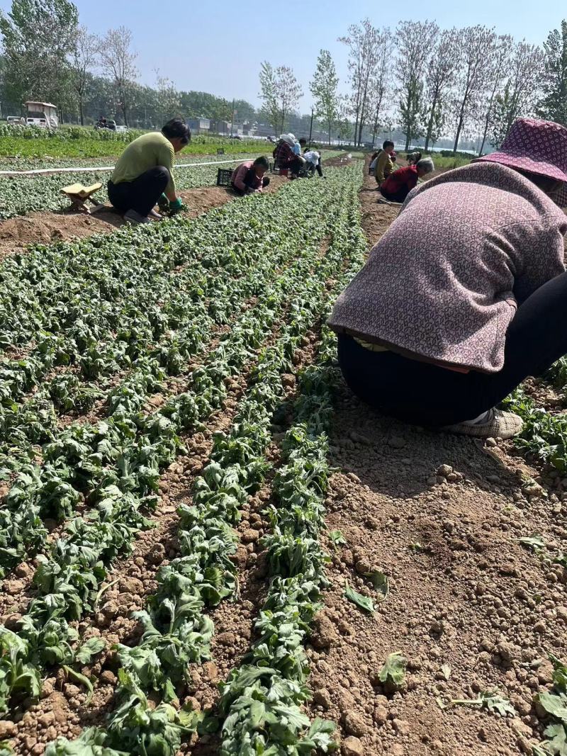 金丝菊花苗，大量有货，产地一手货源，欢迎新老客户前来合作