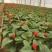 一串红