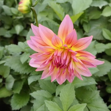 小丽花