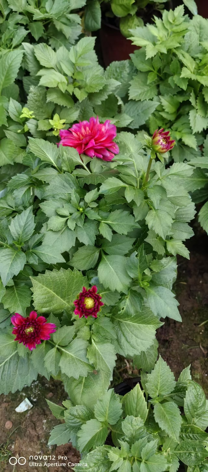 小丽花