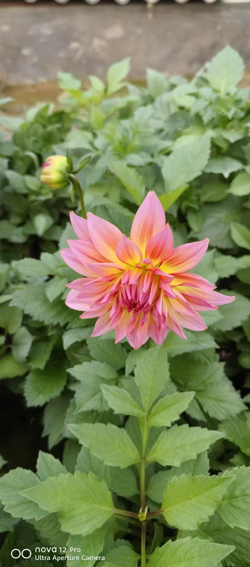 小丽花