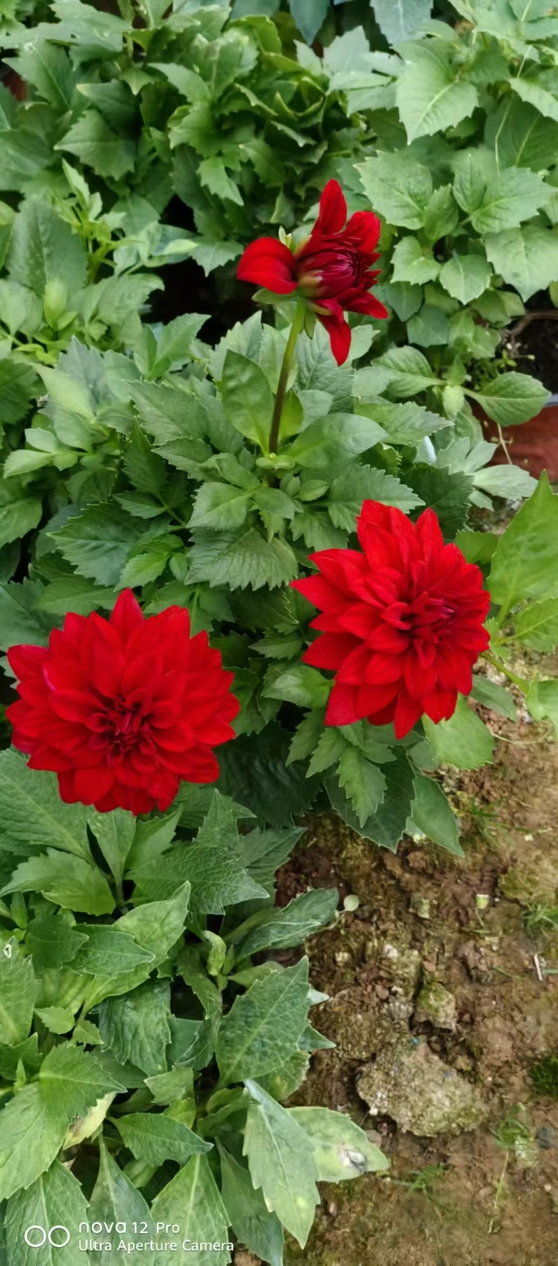 小丽花