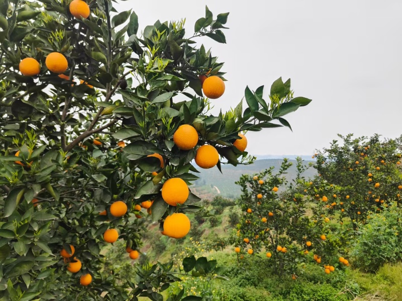 夏橙四川夏橙眉山夏橙大果园口感好一百来万斤