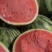 山东聊城甜王西瓜大量上市产地直出价格美丽欢迎选购