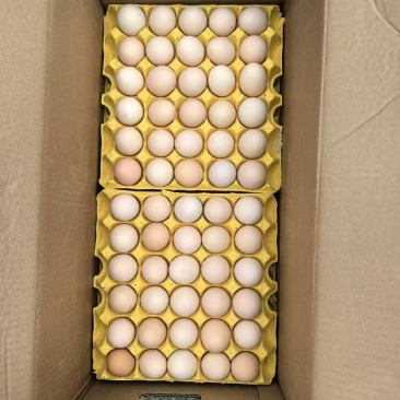 新鲜的粉壳鸡蛋，欢迎各位老板来采购