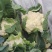 菜花