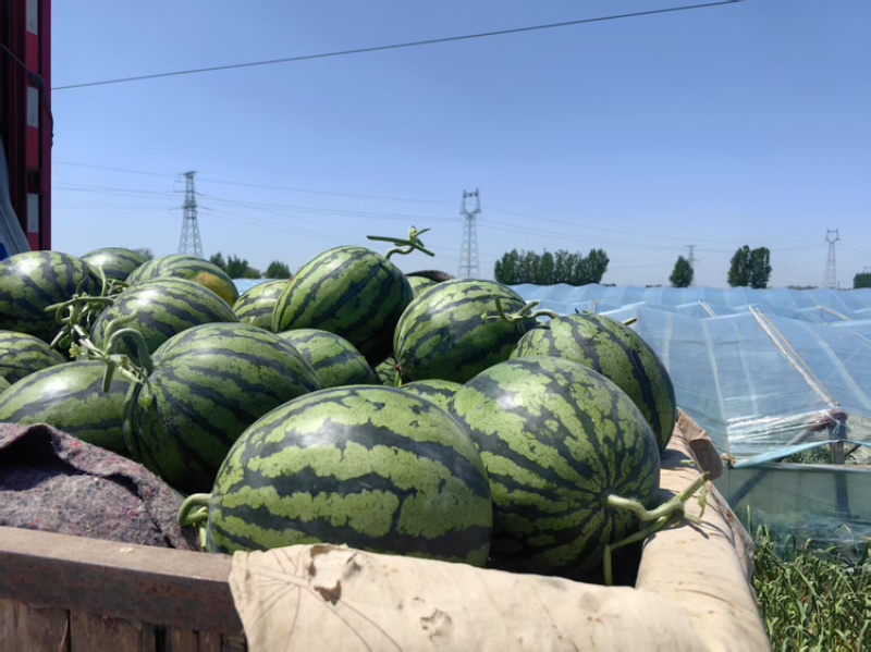 山东聊城甜王西瓜大量上市产地直出价格美丽欢迎选购