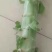 精品红叶笋