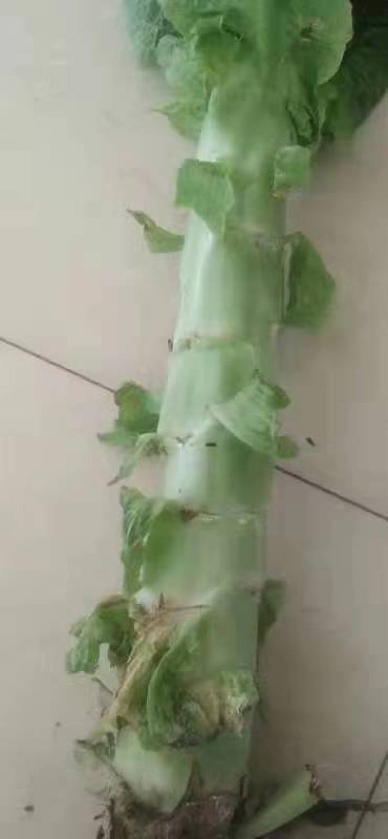 精品红叶笋