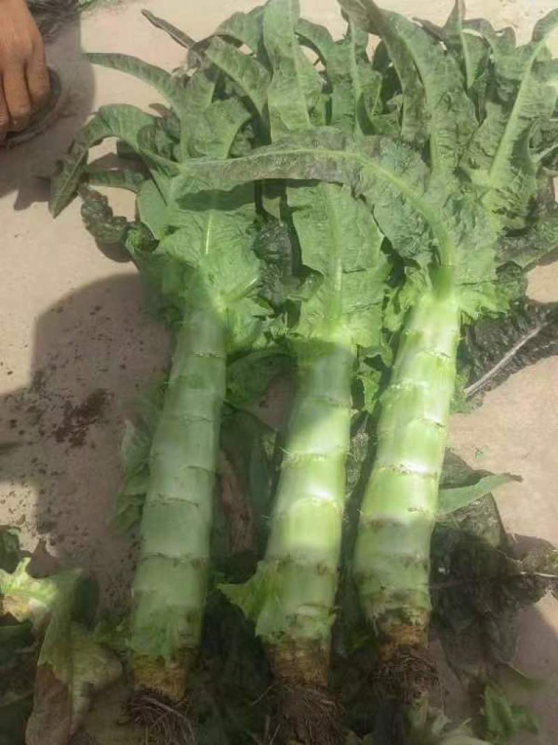 精品红叶笋