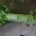 精品红叶笋