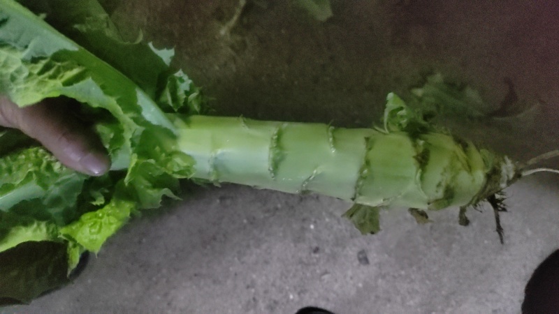 精品红叶笋