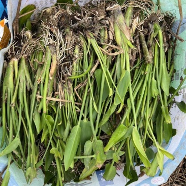 【热卖】河北梭鱼草，量大从优，可视频看货，欢迎订购