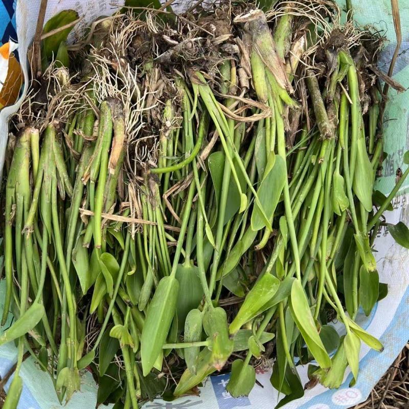 【热卖】河北梭鱼草，量大从优，可视频看货，欢迎订购