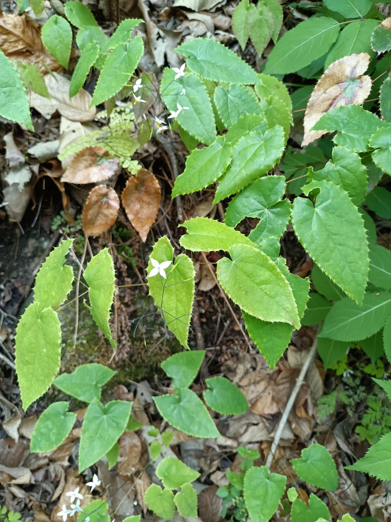 淫羊藿种苗