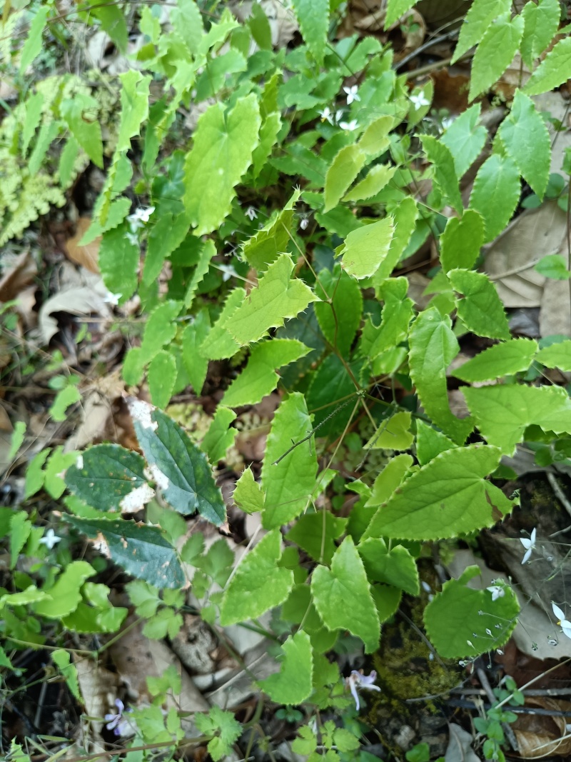 淫羊藿种苗