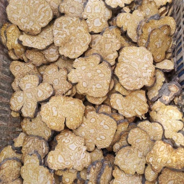 云南道地药高含量何首乌