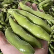 城固县精品蚕豆。大量上市。一手货源全国发货，对接商超