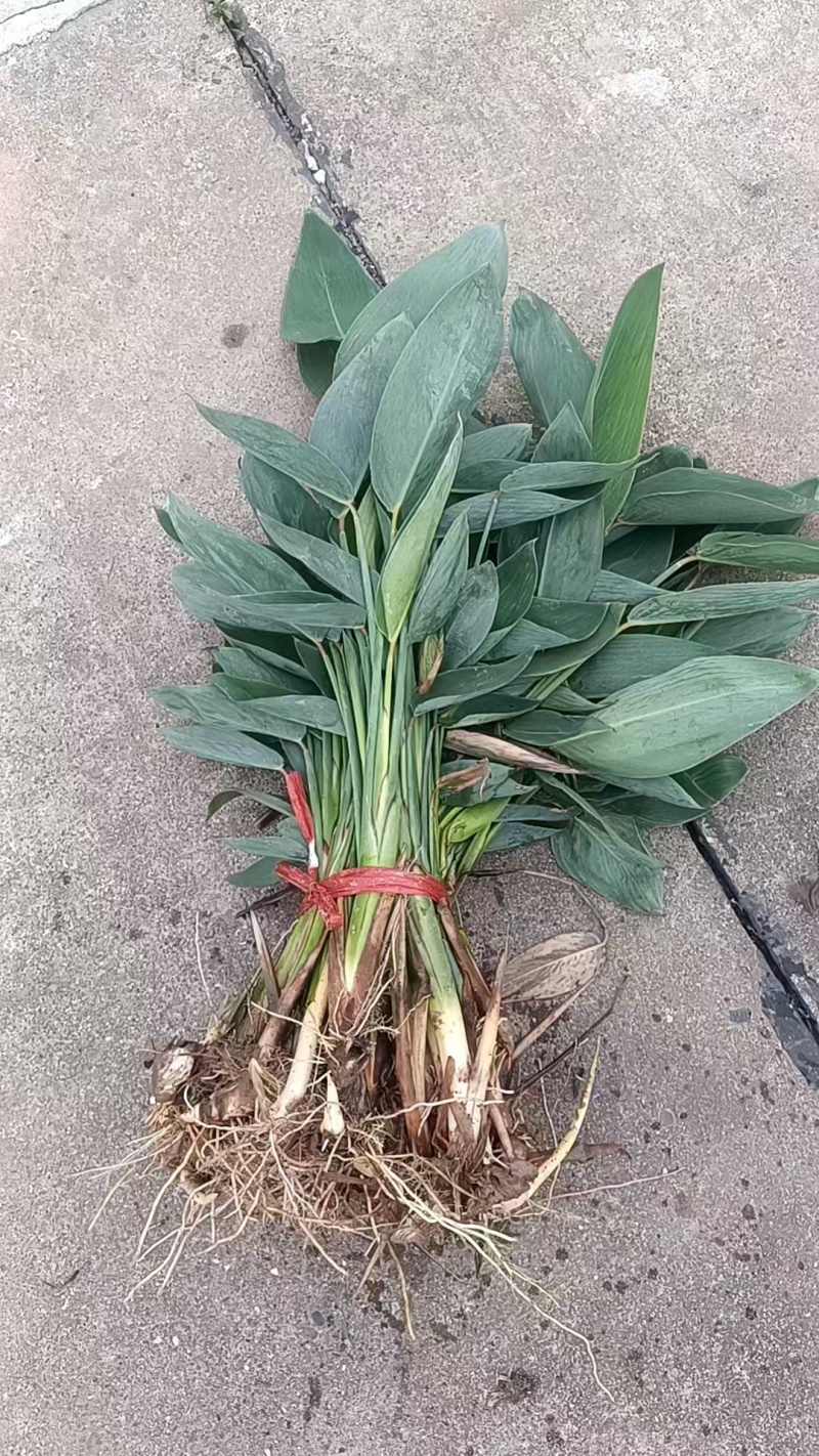 【热卖】河北再力花，量大从优，可视频看货，欢迎订购