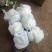 精品大棚花菜大量上市中精品大棚花菜大量上市中